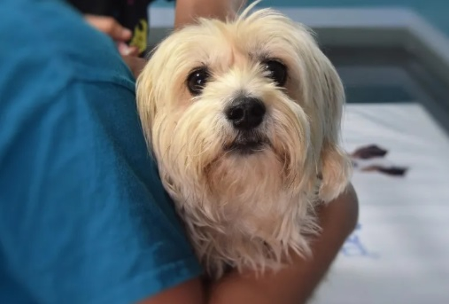 Saiba como castrar seu pet de forma gratuita em Porto Velho