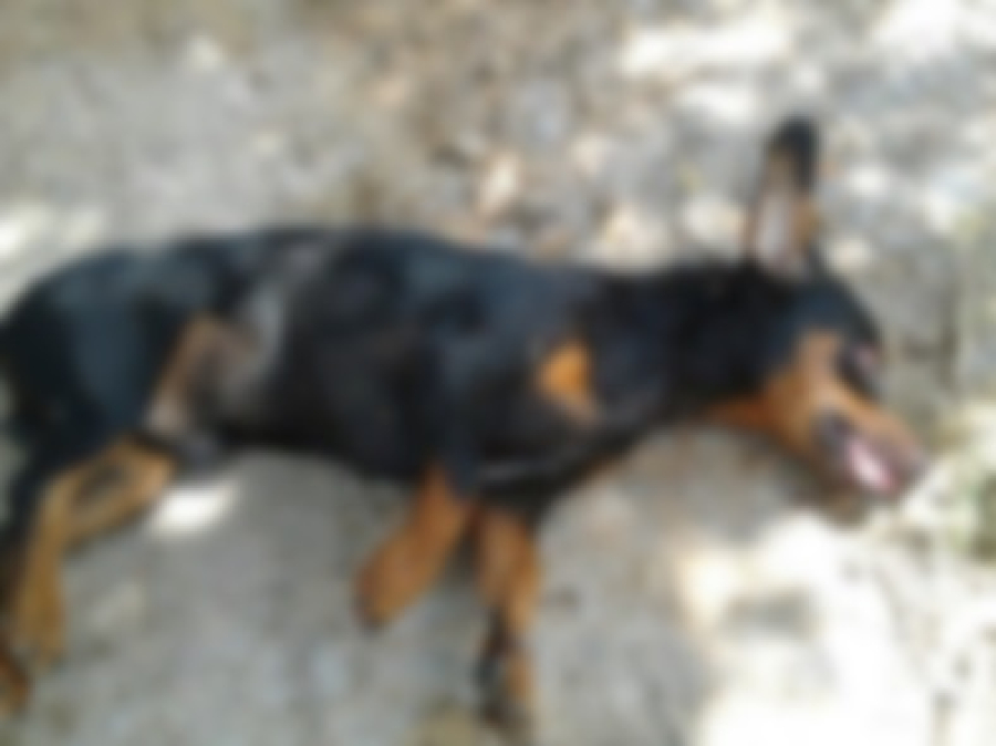 Mulher agride vizinha e mata cachorro